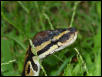 Snake and Ants