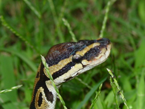 Snake and Ants