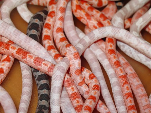 Bunch of Snakes