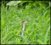 Snake in the grass