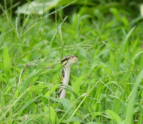 Snake in the grass