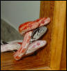 Baby corns, "Me First"