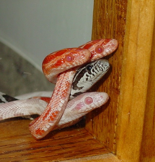 Baby corns, "Me First"