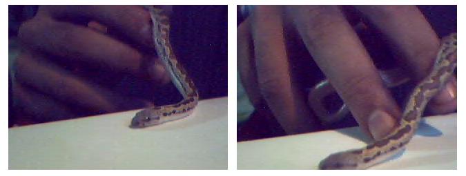 snake