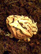 showing off his yellow shades