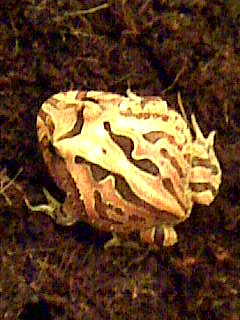 showing off his yellow shades