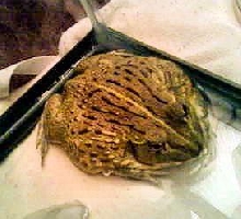 pyxie frog