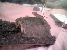 arizona bark scorpion perhaps?
