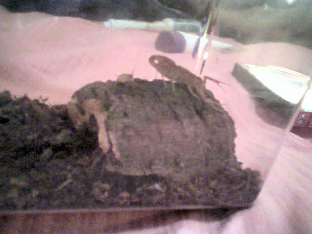 arizona bark scorpion perhaps?