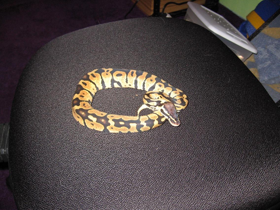 PASTEL BABY MALE