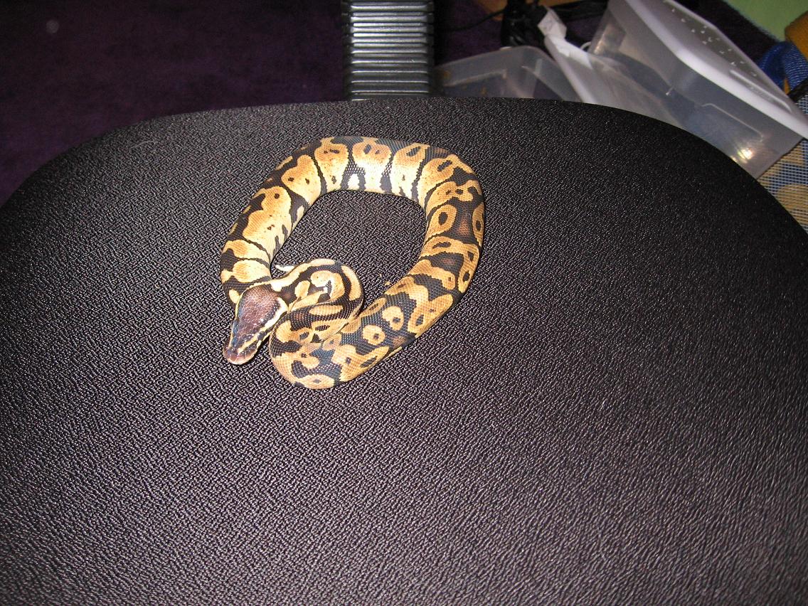 PASTEL BABY MALE