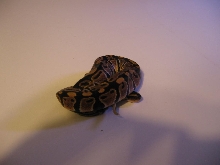 MYSTIC FEMALE BABY