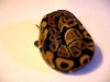 MYSTIC FEMALE BABY