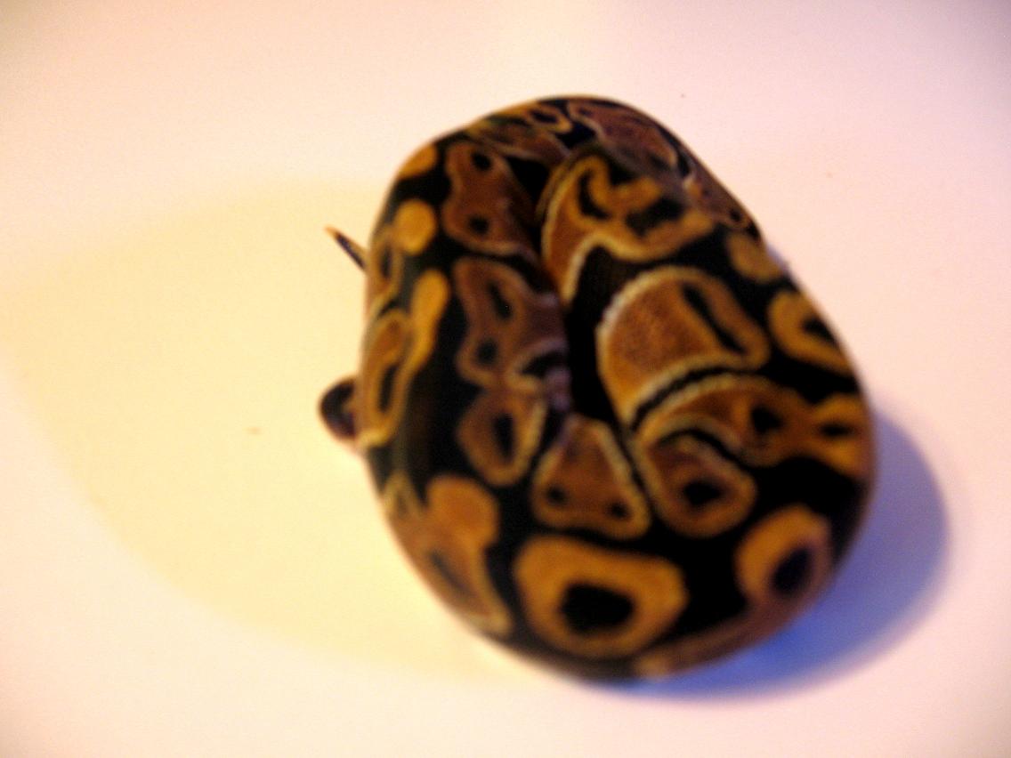 MYSTIC FEMALE BABY