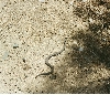 Unknown rattlesnake
