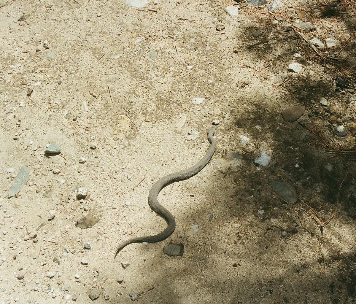 Unknown rattlesnake
