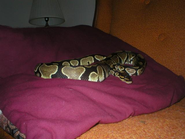 Sukari