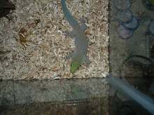 Sal