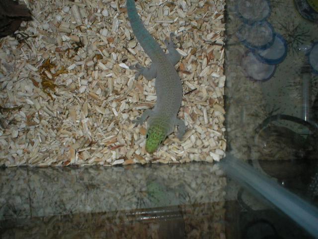 Sal