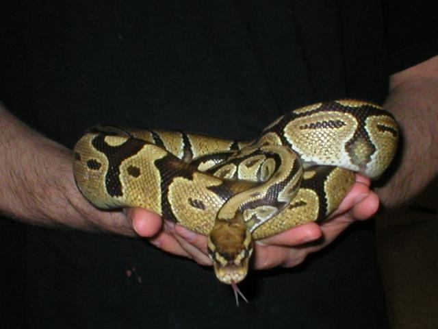 cheerio