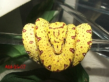 Biak Baby #7
