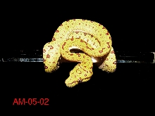 Biak baby #2