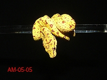 Biak Baby #5
