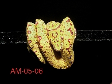 Biak baby #6