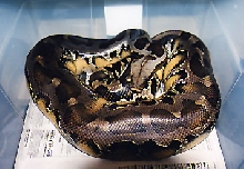 This is one of my Big Black blood girls, She is super tame!!