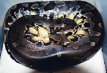 This is another one of my big black bloods. She is a lovely girl!!