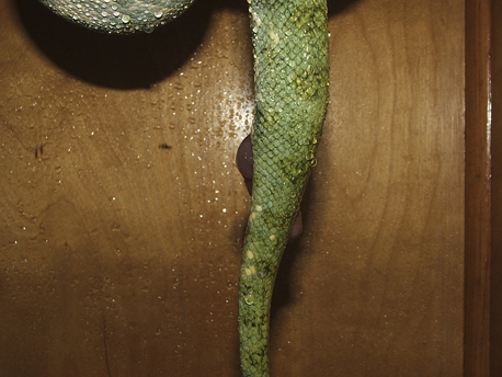 green treey python biak