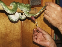 green tree python biak