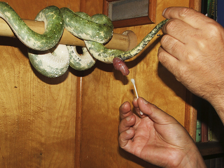 green tree python biak