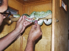 green tree python