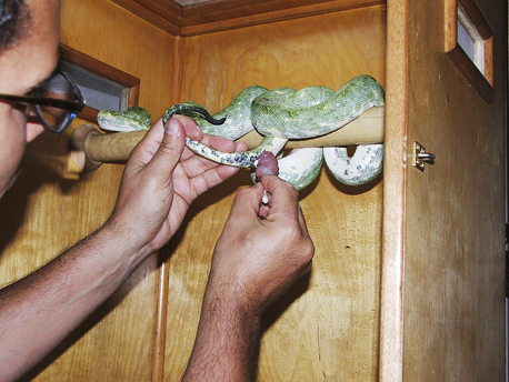 green tree python