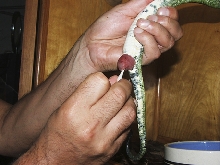 green tree python biak