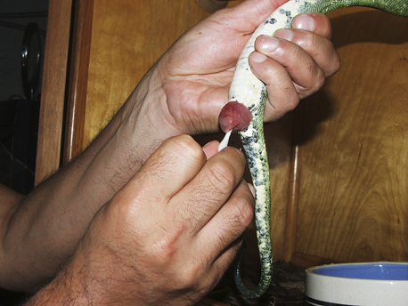 green tree python biak