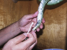 green tree python biak