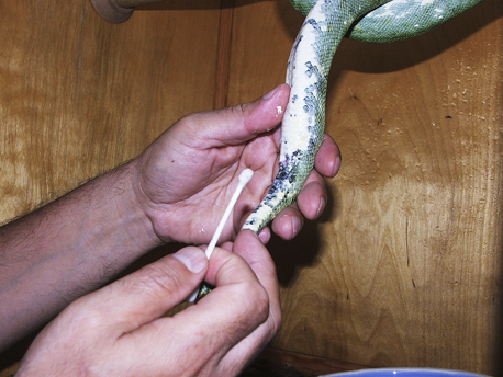 green tree python biak