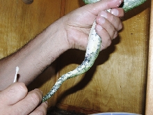 green tree python biak