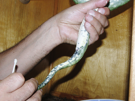 green tree python biak