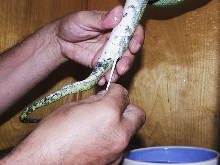 green tree python biak