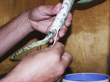 green tree python biak