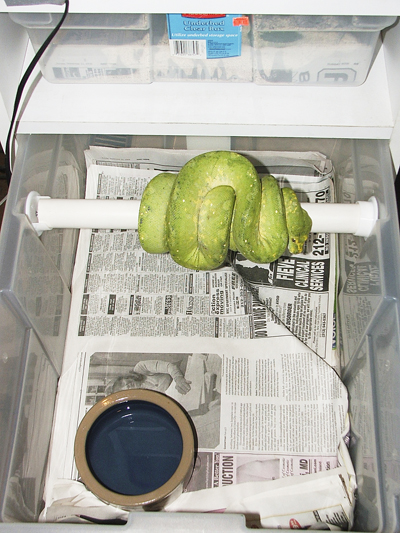 Biak Green tree python- MIMI