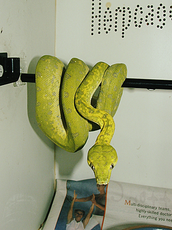 Biak green tree python