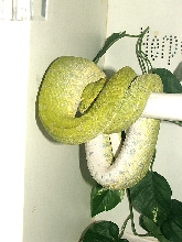 Biak male, Miracle. Pigged out!