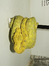Biak green tree pythons