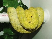 Biak Type