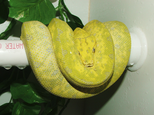 Biak Type