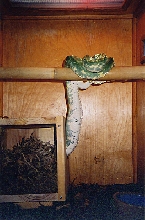 Mighty entering nest box.